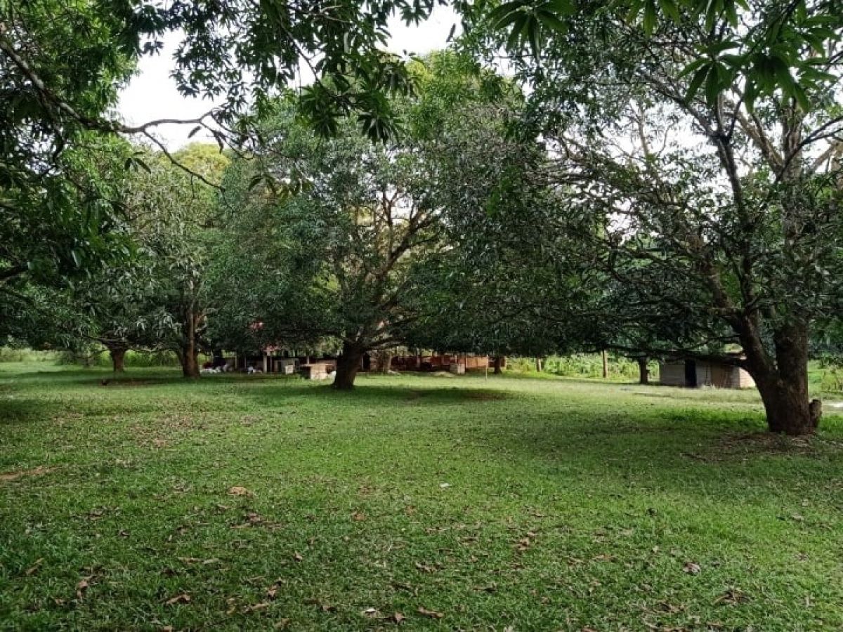 Farm Lot In Ubay Bohol