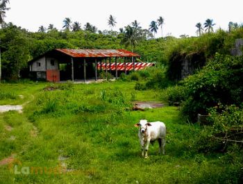 Farm Land for Sale in Cavite